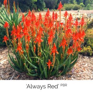 Always Red - The long lasting red