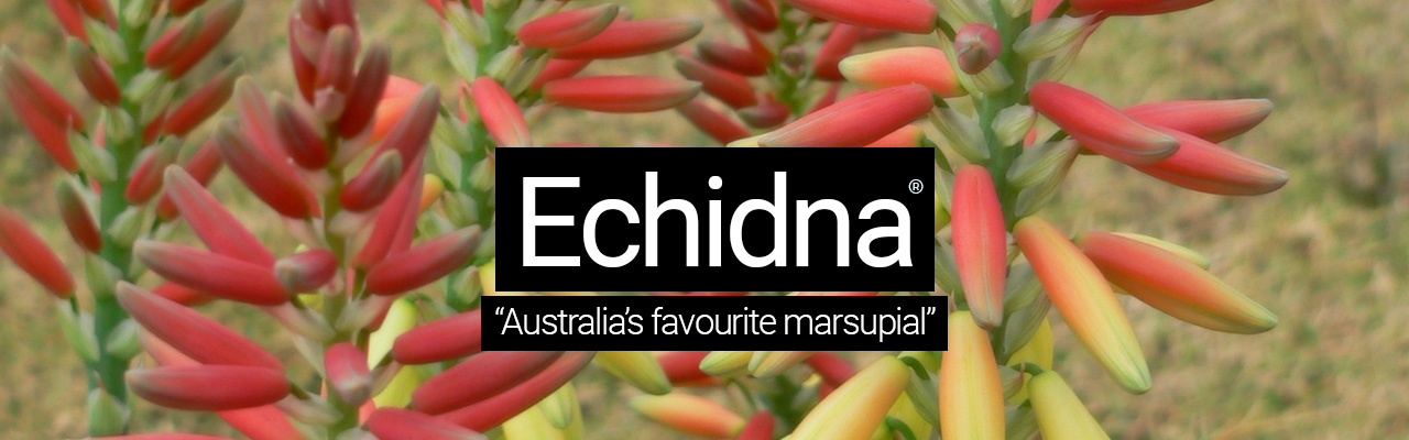 Echidna - Australias favourite marsupial