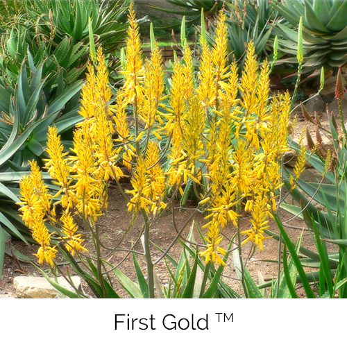 Aloe First Gold