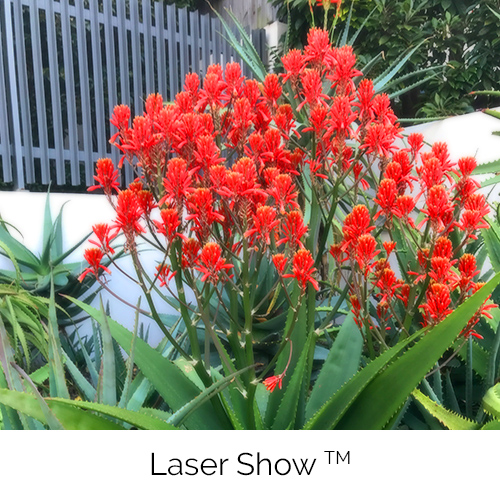 Aloe Laser Show