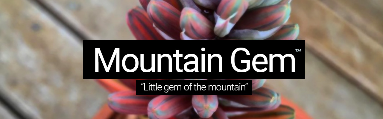 Mountain Gem - Little gem of the mountain