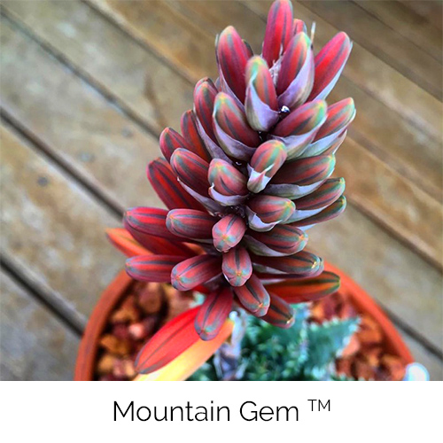 Aloe Mountain Gem