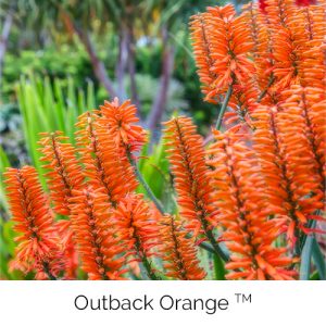 Outback Orange - Grand colours of the desert dunes
