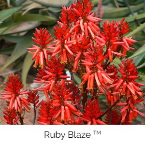 Ruby Blaze - Merrily blazing fire
