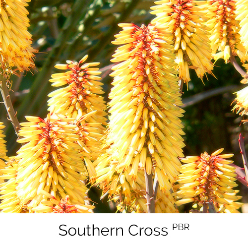 Aloe Southern Cross