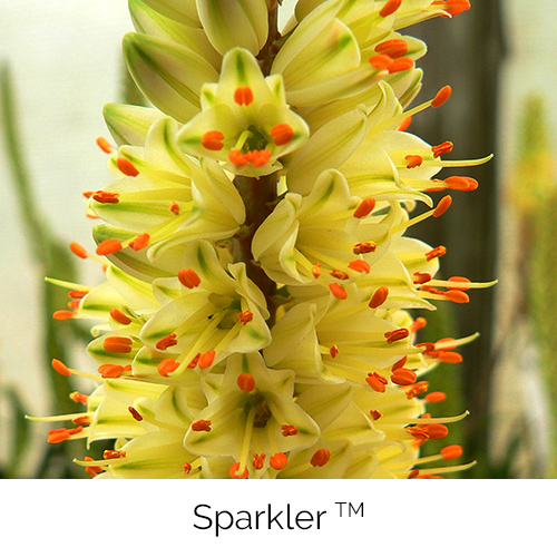 Aloe Sparkler
