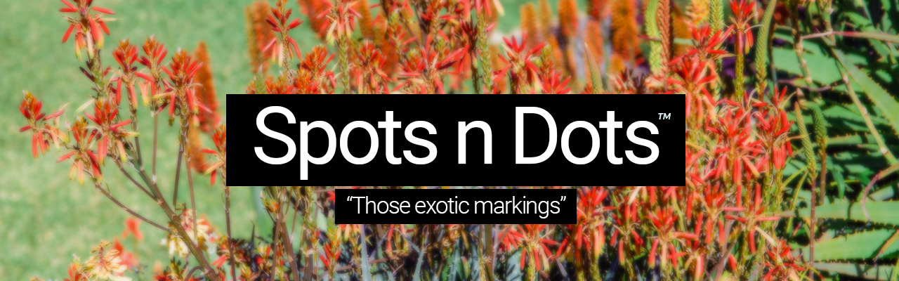 Spots n Dots - Those exotic markings