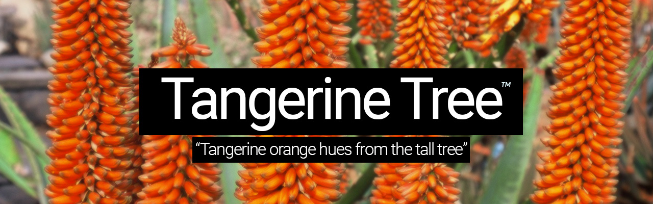Tangerine Tree - Tangerine orange hues from the tall tree