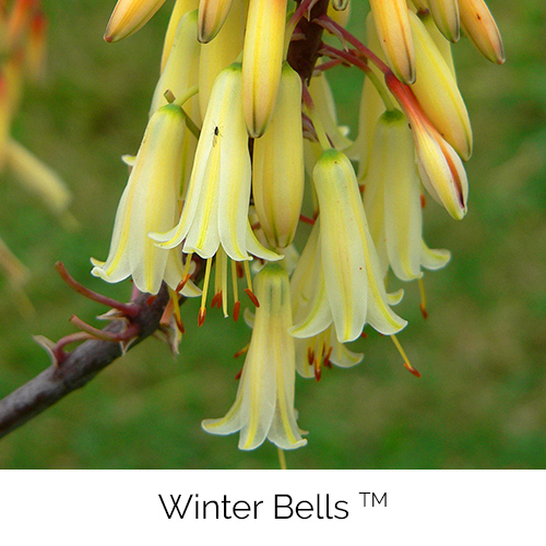 Aloe Winter Bells