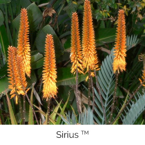 Aloe Sirius
