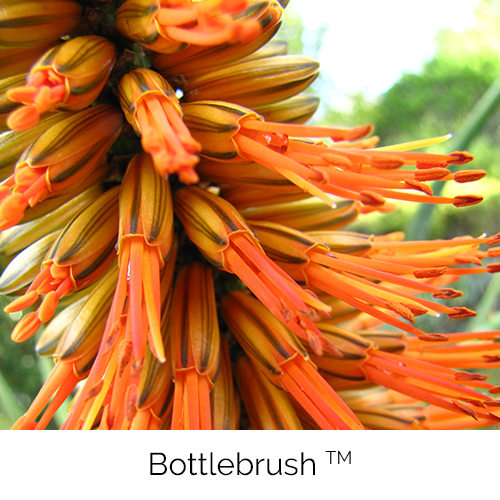 Aloe Bottlebrush
