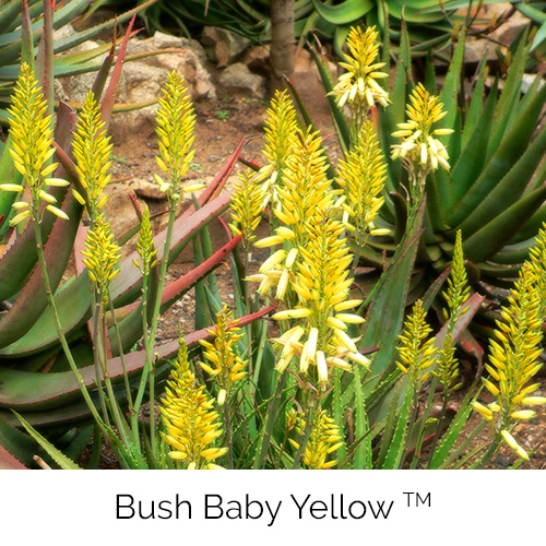 Aloe Bush Baby Yellow