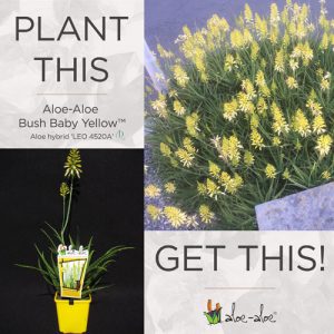 Bush Baby Yellow™ - Aloe Aloe