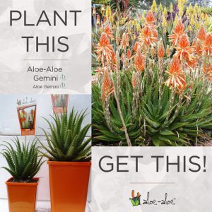 Gemini PBR - Aloe Aloe