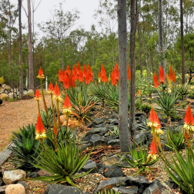 Aloe Aloe Flower Garden Plants Easy Gardening Drought Tolerant