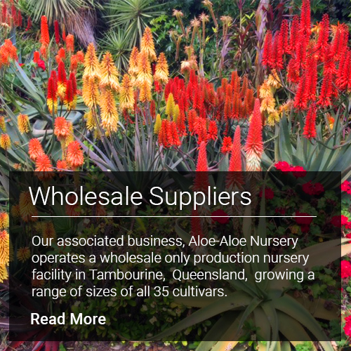 Wholesale suppliers - production only nursery facility in Tamborine QLD growing a range of sizes