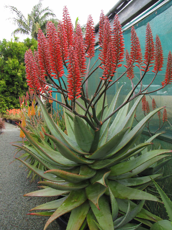 Big Red™ Aloe Aloe
