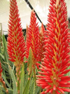 Super Red™ - Aloe Aloe