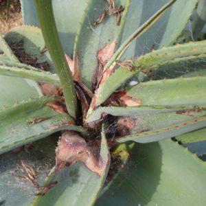 Aloe Aphids and Mealybugs