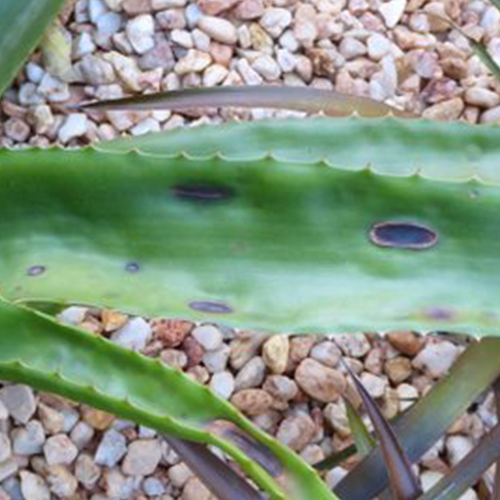 Pests And Diseases Aloe Aloe 0525