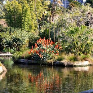 aloe garden