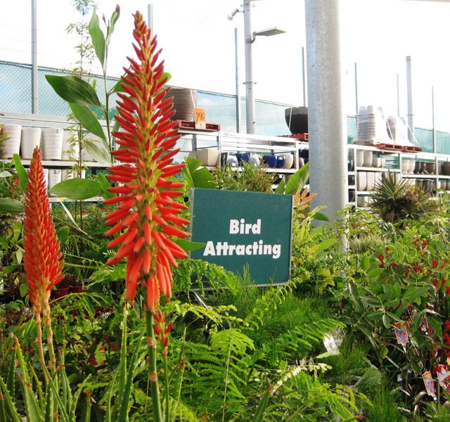 Retail nurseries and chain stores- Bunnings_resized_large