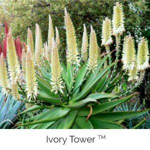 Ivory Tower - The statuesque white