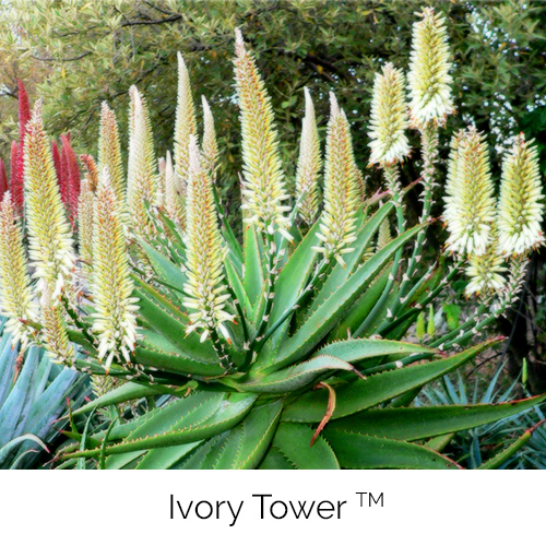 Aloe Ivory Tower