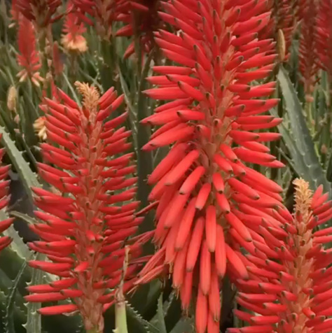 Super Red - Aloe Aloe